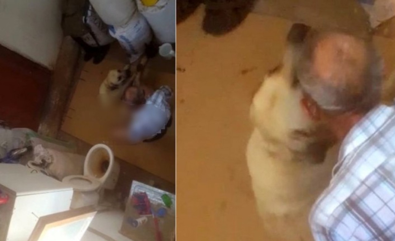 Antalya'da iğrenç olay! Ayaklarını hortumla bağladığı köpeğe tecavüz ederken yakalandı!