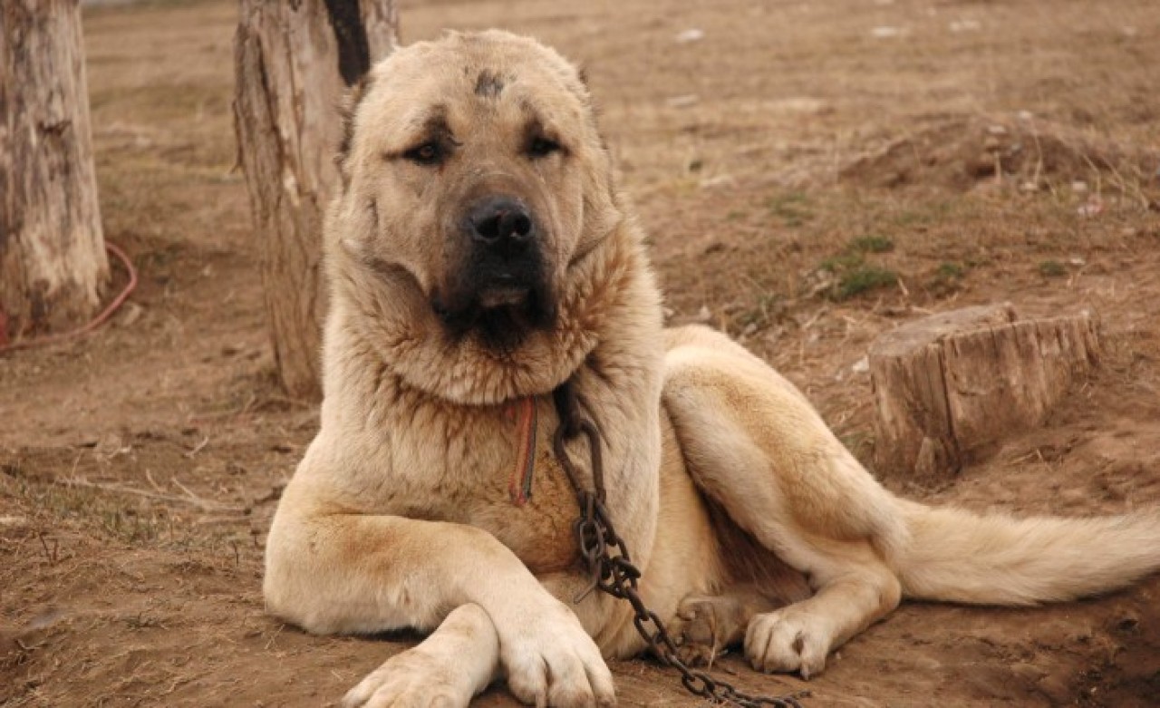 Bakan Varank açıkladı: Kangal köpekleriyle ilgili önemli gelişme