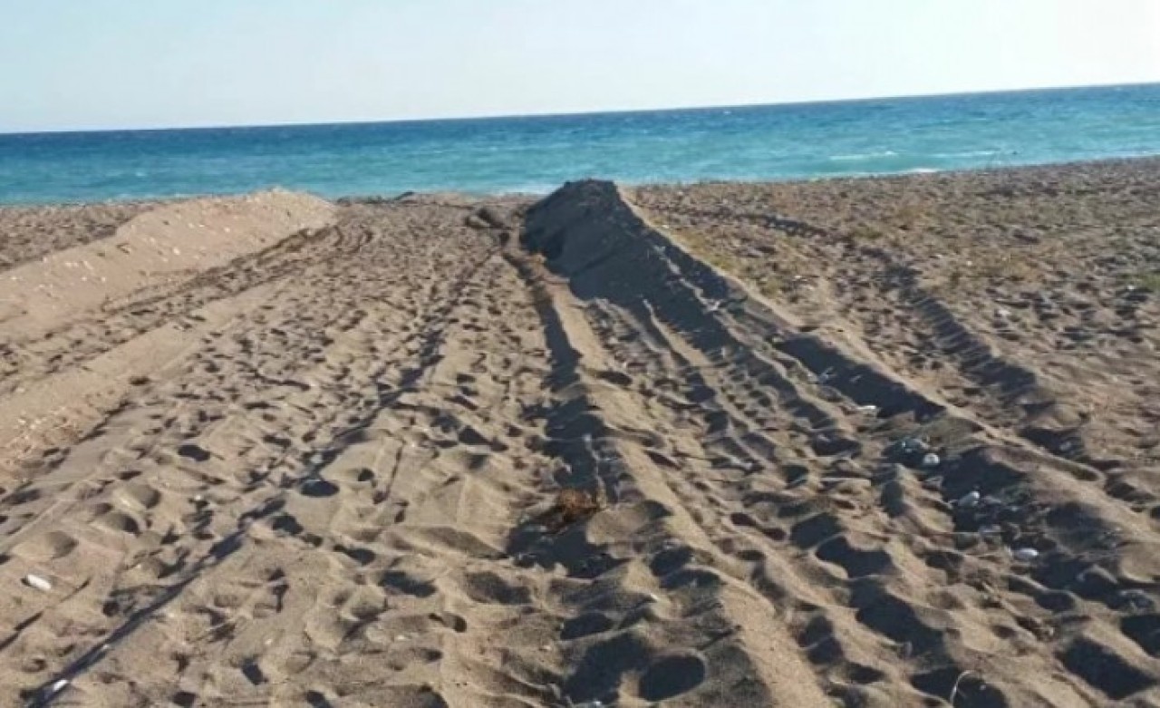 Caretta caretta yuvalarını ezen belediyeye 442 bin lira ceza