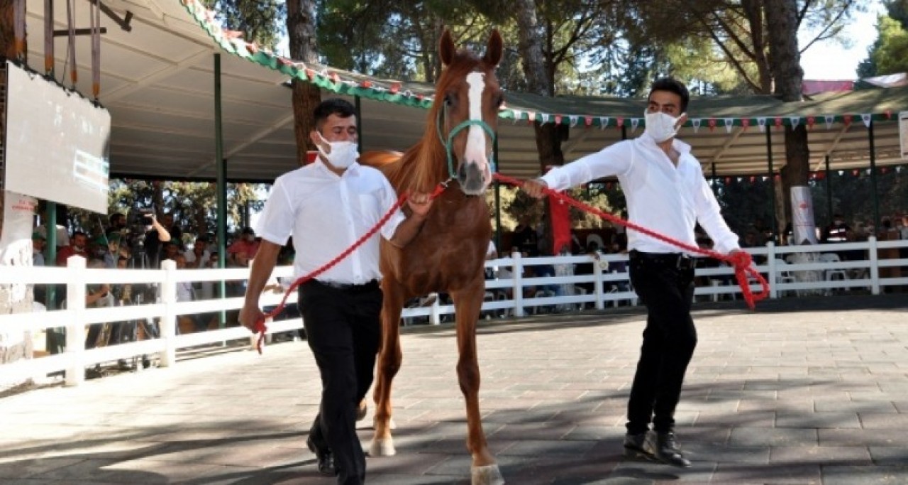 Çilem Özdemir servet ödeyerek aldı: Bu tayın değeri bir ev fiyatı!