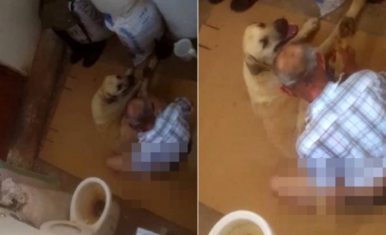 Hortumla bağladığı köpeğe tecavüz eden 71 yaşındaki sapık,  para karşılığı serbest kaldı
