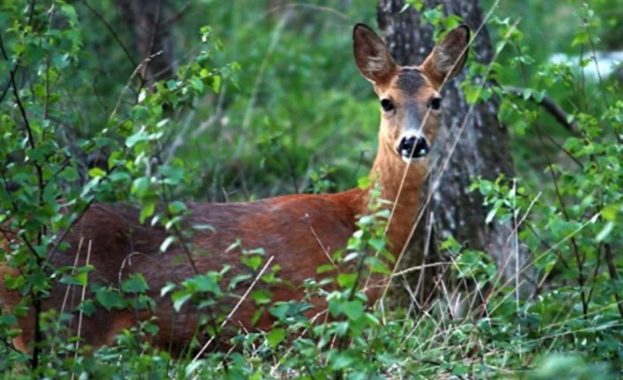 İhaleyle ava çıkarılan 7 geyik mahkeme kararıyla kurtarıldı
