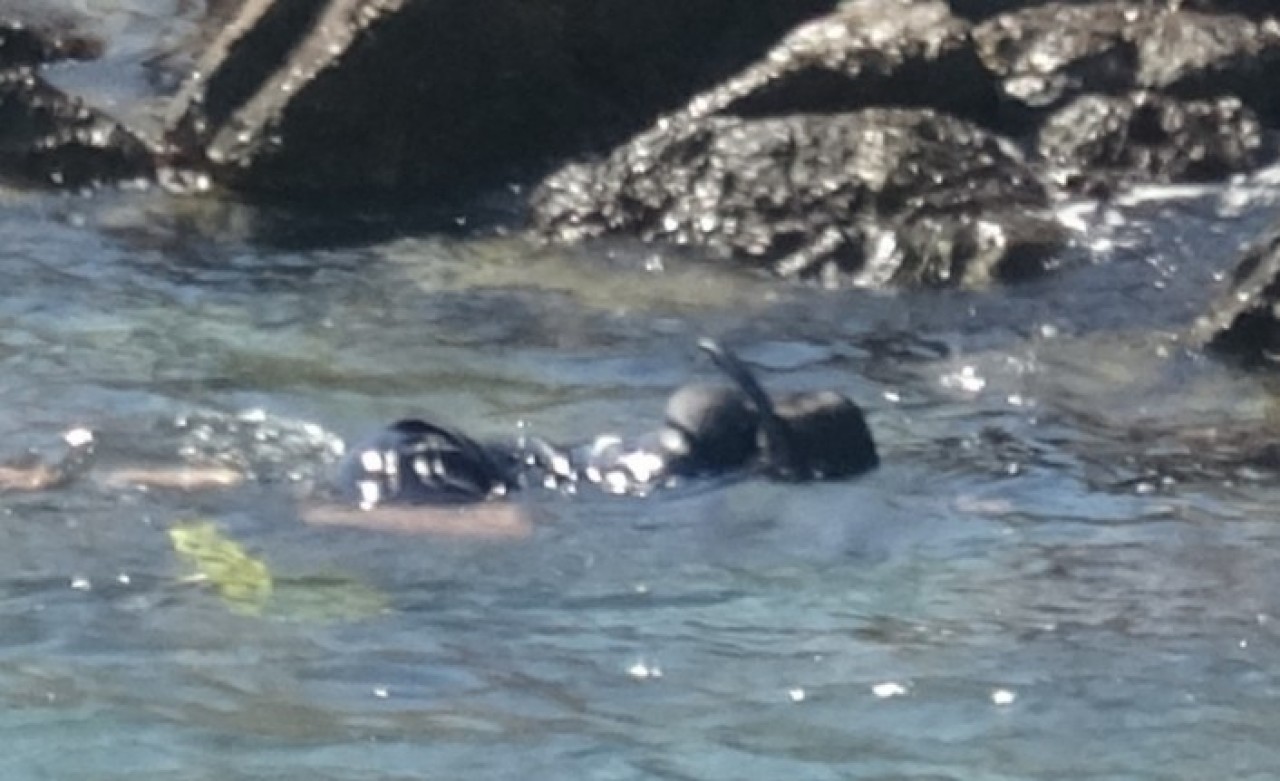 Mersin'den denize girdi,  cesedi Antalya'dan çıktı: Döndü Küçük boğuldu