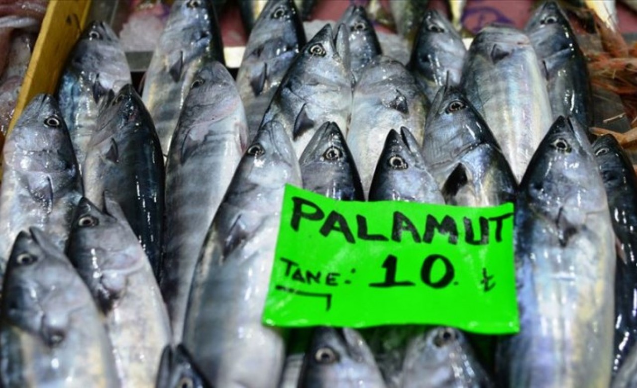 Müjde: Palamut 10 liradan tezgahlarda