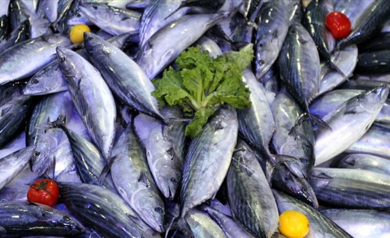 Palamut akın akın geliyor!