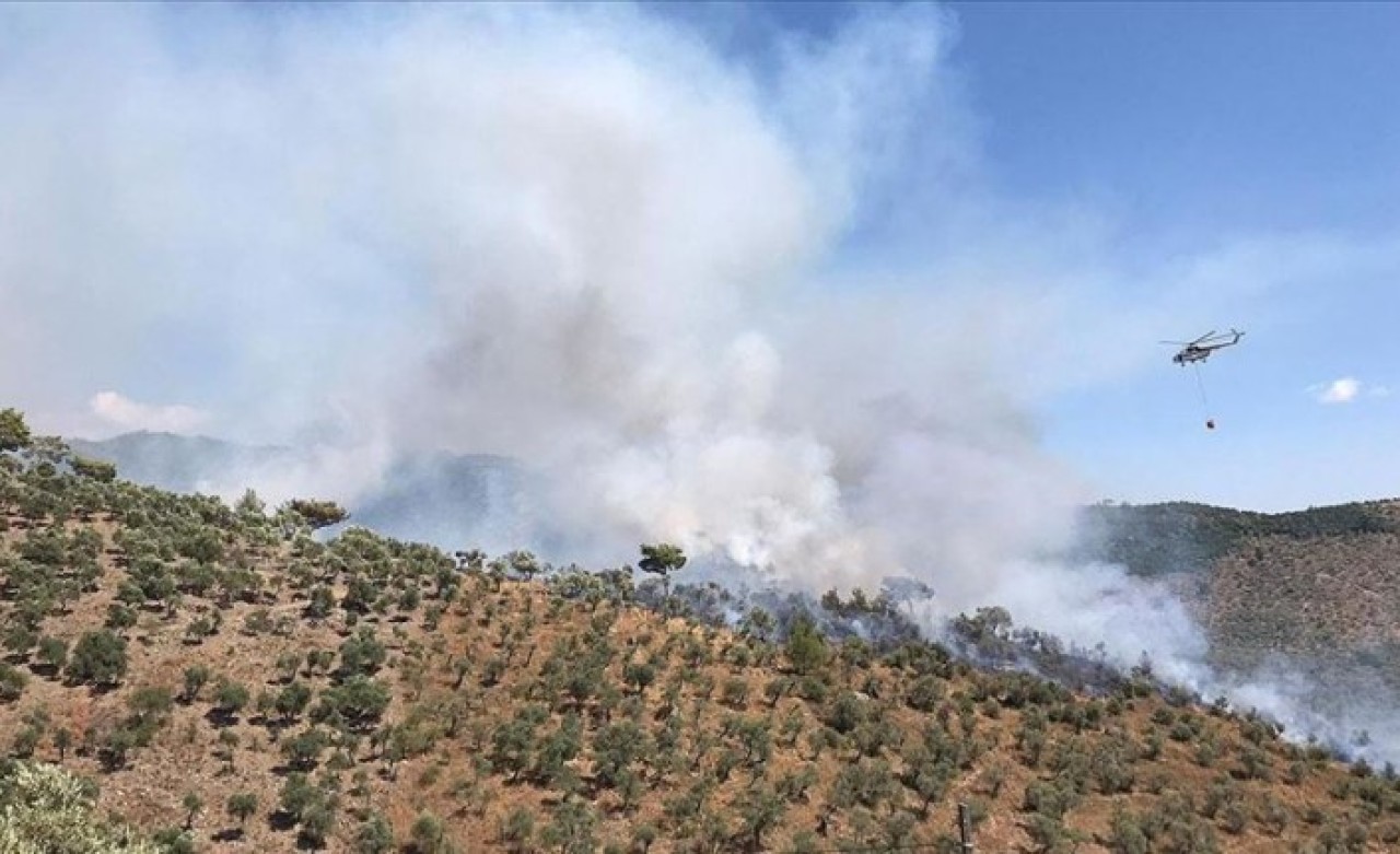 Şimdi de Milas'ta orman yanıyor