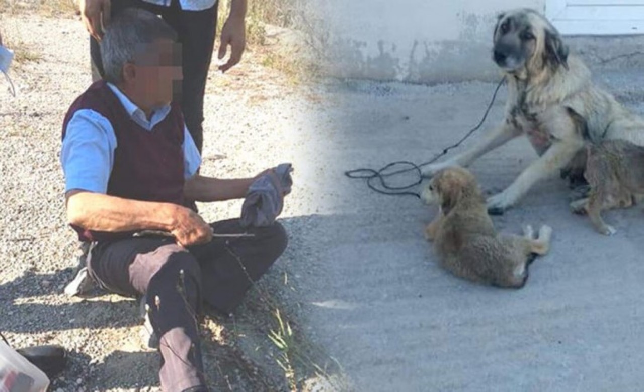 Yaşlı adam köpeğe tecavüz ederken yakalandı