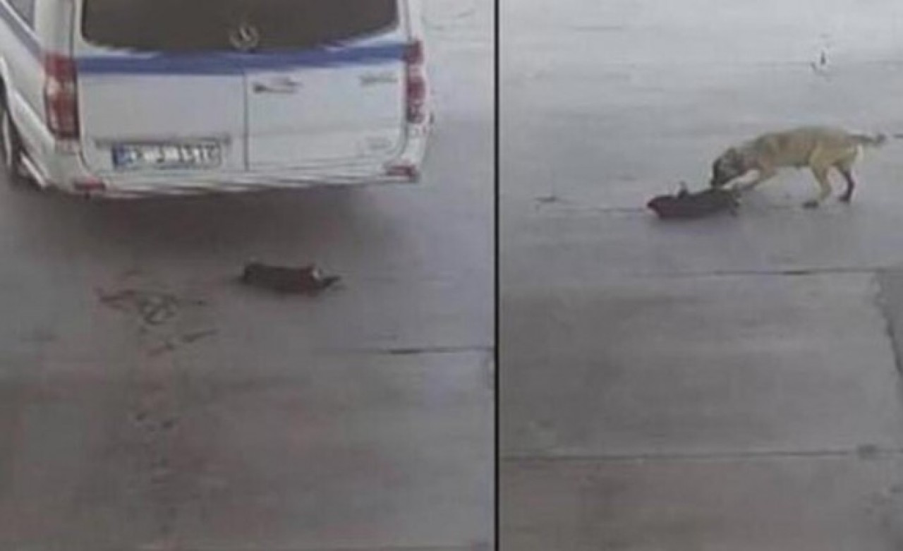 Yavru köpeği göz göre göre ezen sürücüden şok sözler: 'Onun geçmesini mi bekleyecektim'