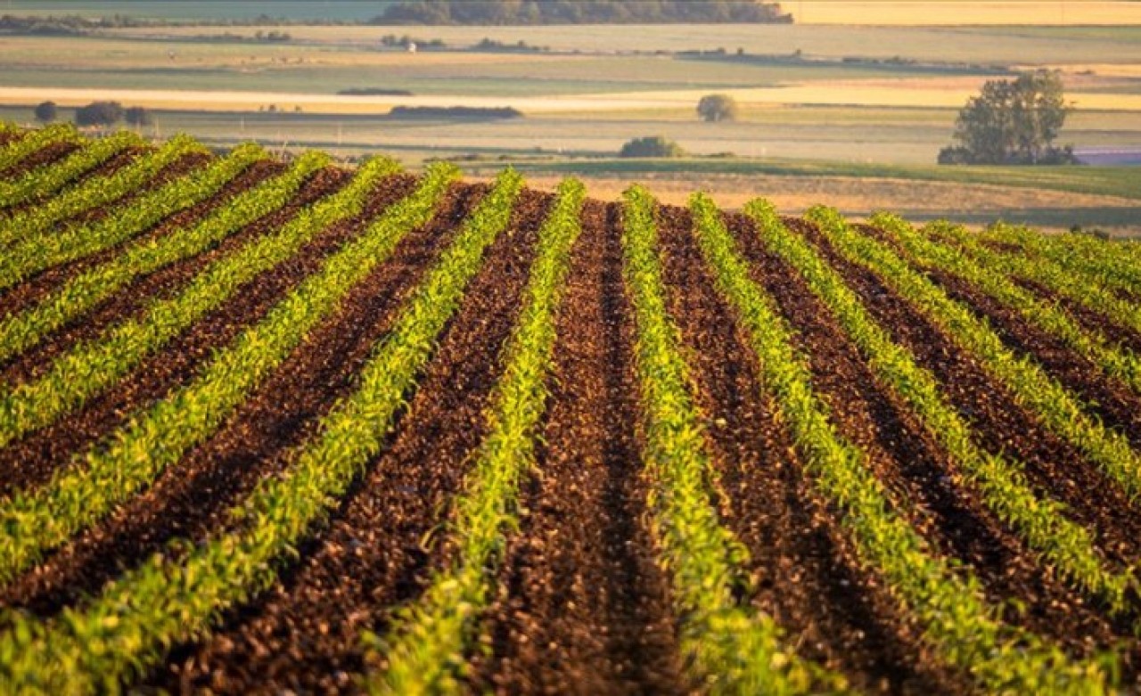 Başvuran herkese arazi verilecek: 60 dönüme kadar!