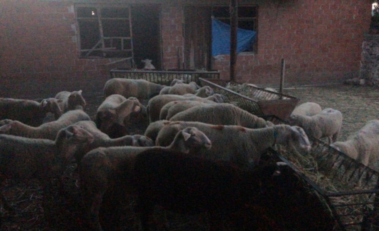 Kırşehir'de çobanların üzerine yıldırım düştü: Samet Baran öldü