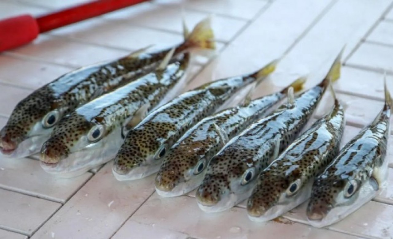 Balıkta korkutan iddia: "Mezgit diye sokak aralarında satıyorlar"