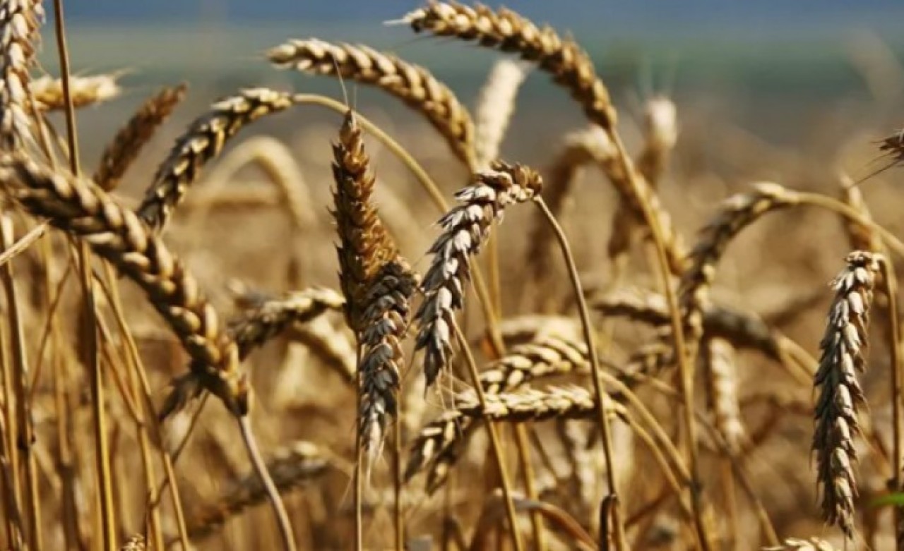 Buğday,  arpa ve mısırda gümrük vergisi yıl sonuna kadar sıfırlandı