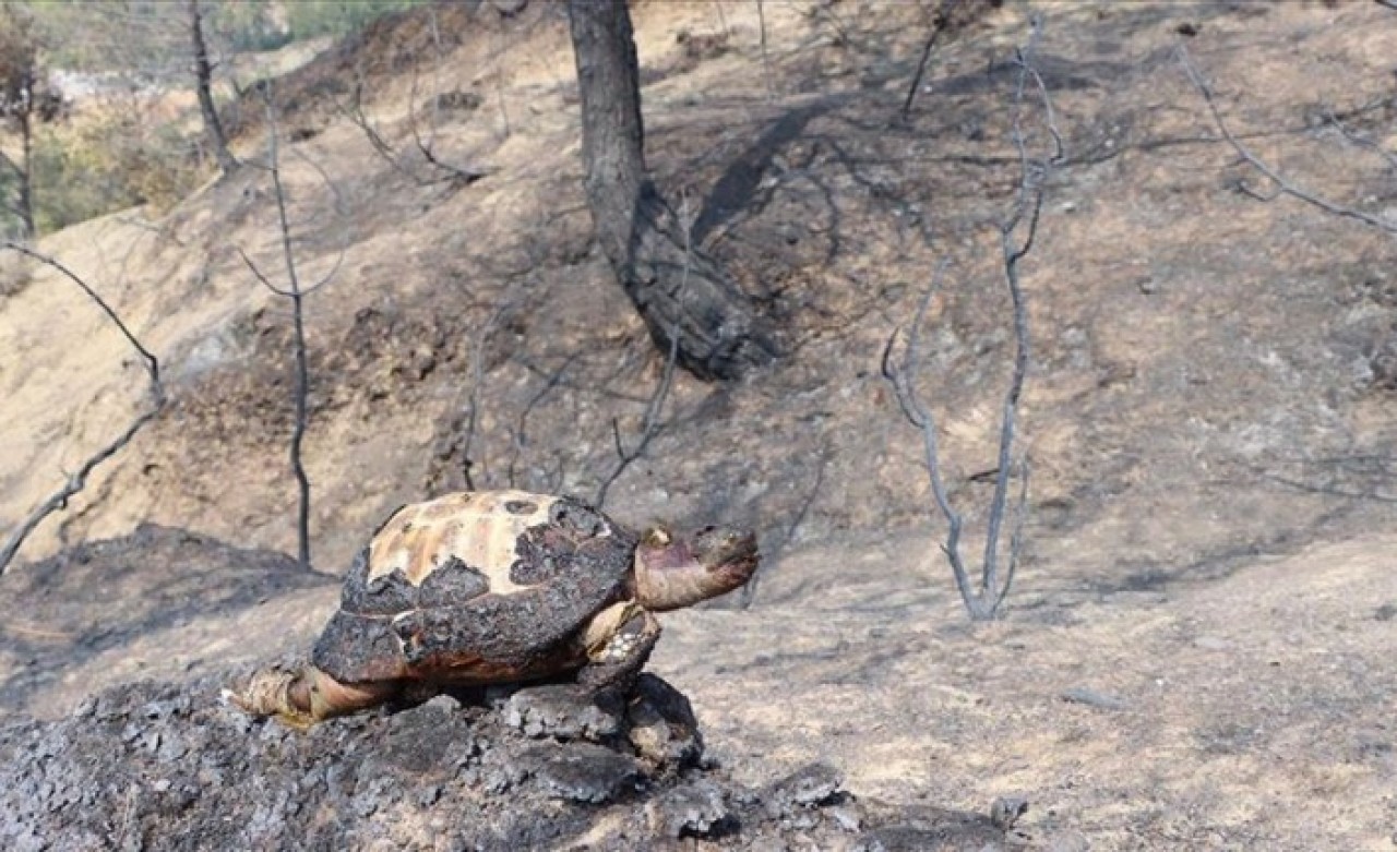 Hatay yangı ve PKK bağlantısı: Çevre terörizmi