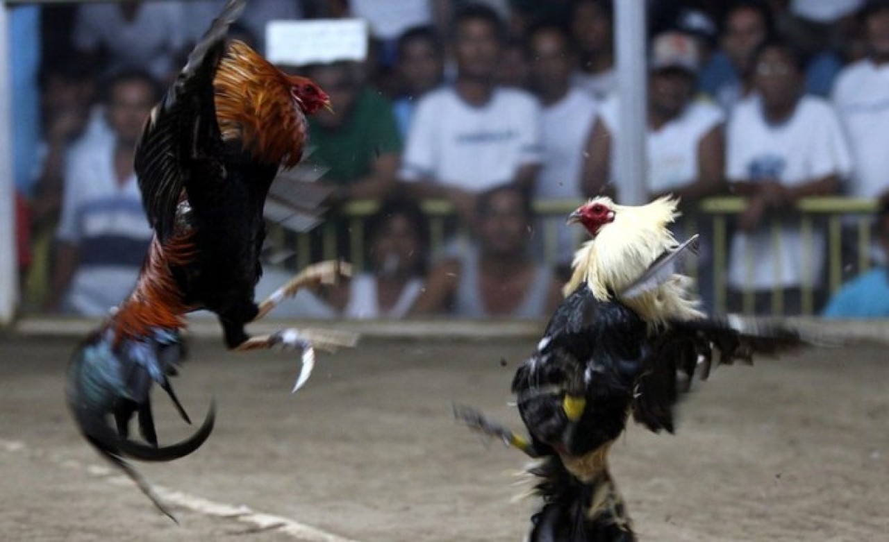 Horoz dövüşü baskınına giden polis,  horoz tarafından öldürüldü