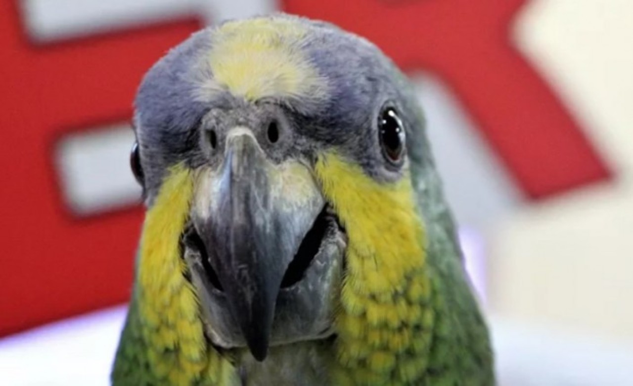 İstanbul'da yeşil papağan istilası: Kent faunası bozulma riski altında