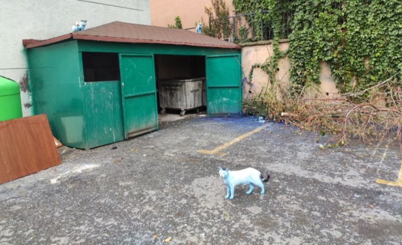 İstanbul'daki mavi kediler görenleri şaşırttı!