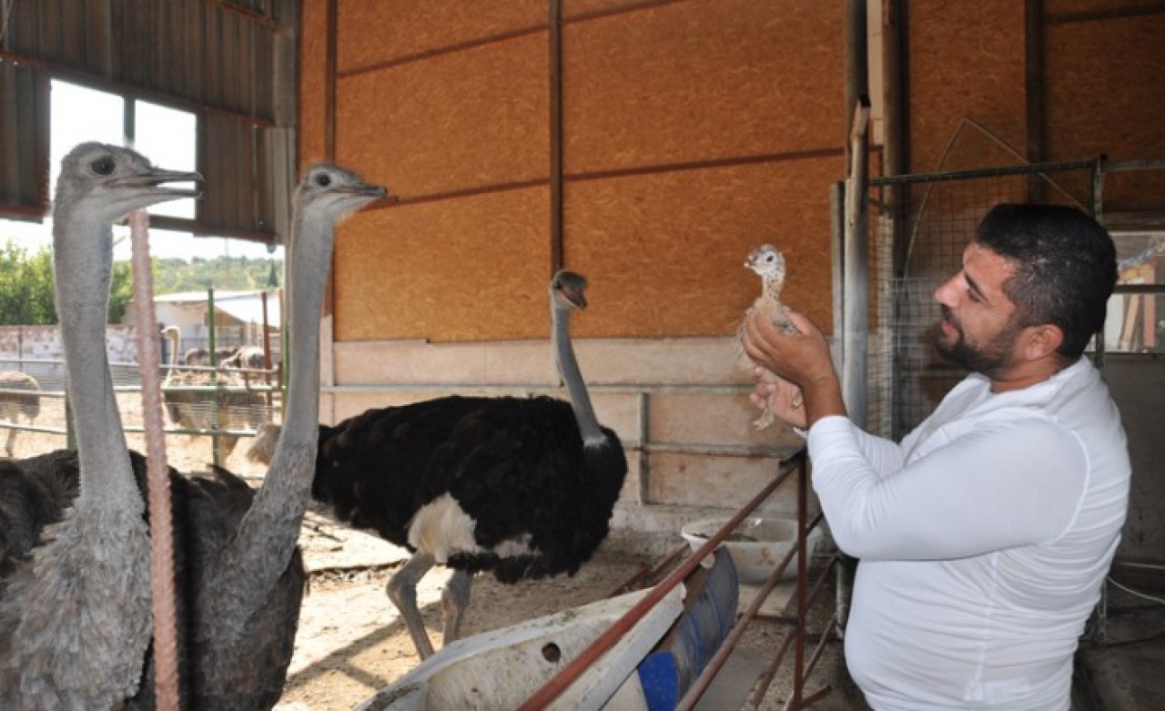 Kuşadası'nda deve kuşu yetiştiren Ramazan Kaplan talebe yetişemiyor: Bir yumurta 150 lira