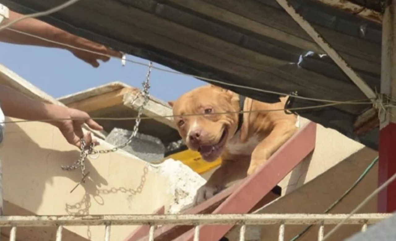 Pitbull operasyonu: 9 bin 560 lira ceza kesildi
