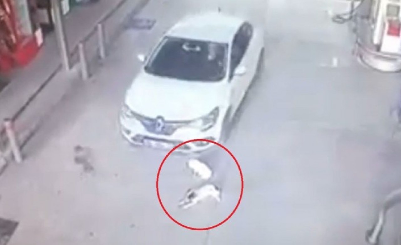 Cani sürücü kamerada: İki köpeği ezip yoluna devam etti