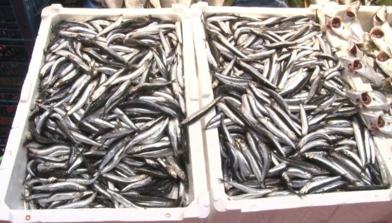 Hamsinin kilosu Düzce'de 7 lira,  İstanbul'da 40 lira