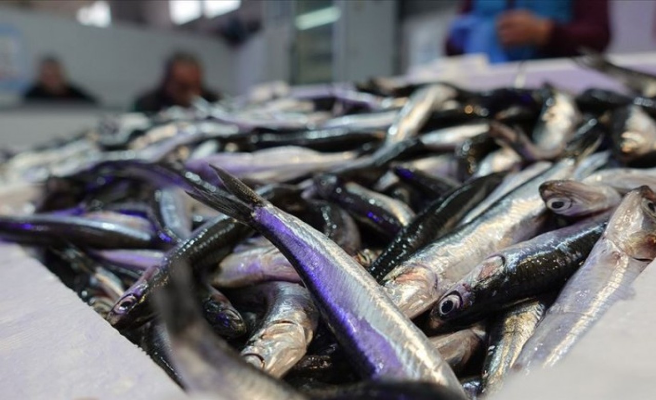 Marmara'da hamsi balıkçının yüzünü güldürüyor