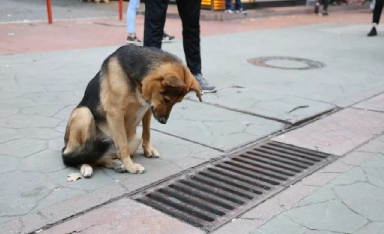 Mazgalı izleyen köpeğin sırrı ortaya çıktı