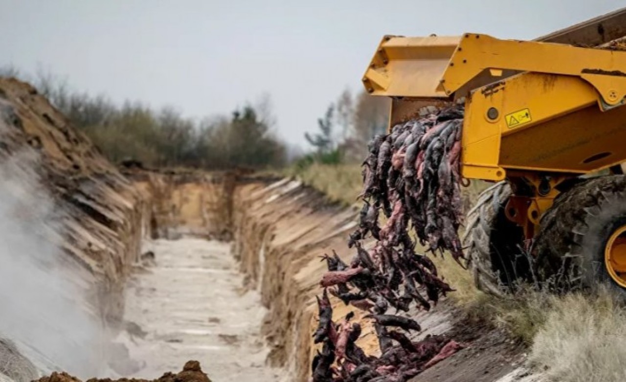 Toprağın altı yetmedi: Milyonlarcasının yakılması planlanıyor
