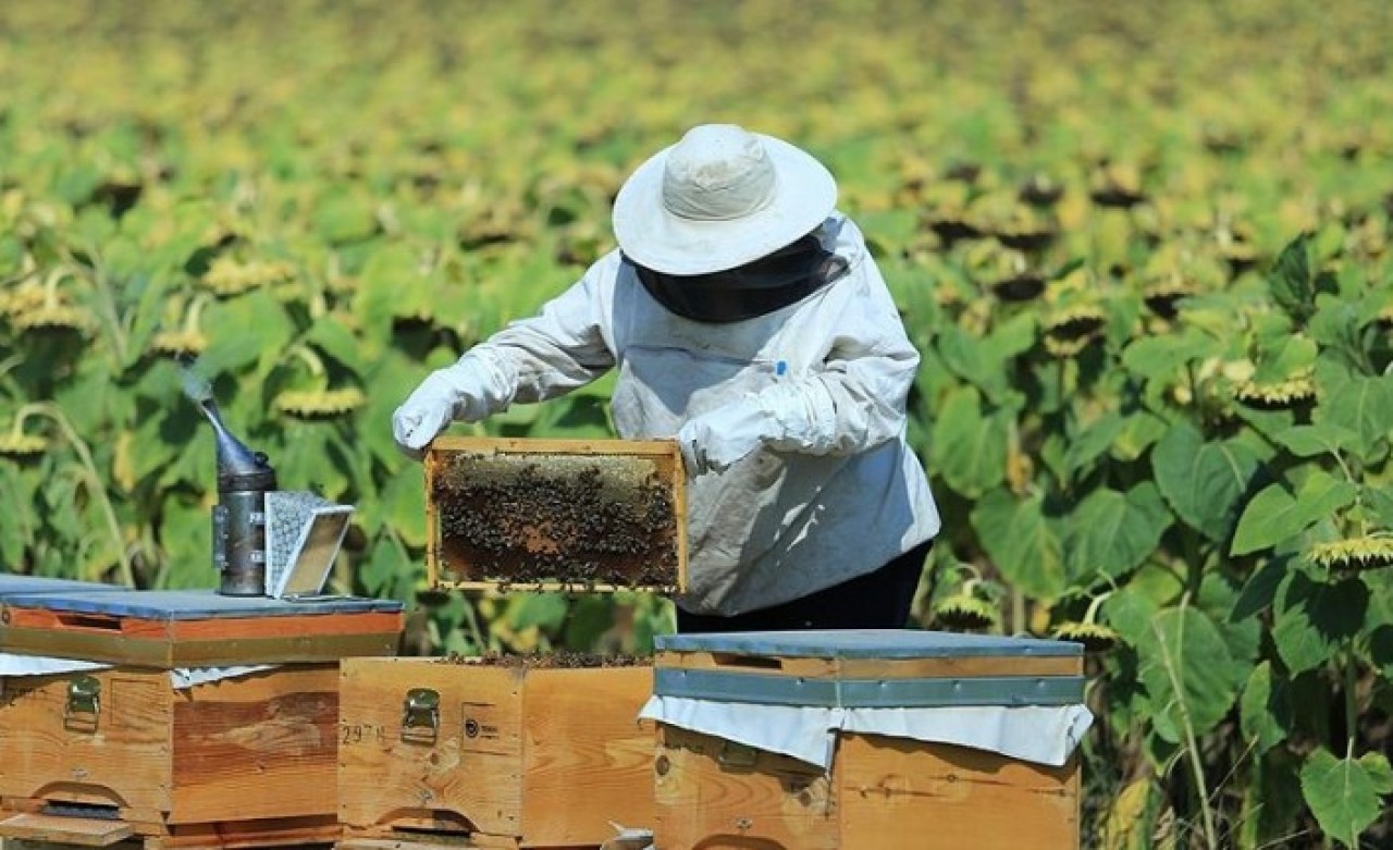 Bakanlıktan arıcılık,  ipek böcekçiliği,  kaz ve hindi yetiştiriciliği yatırımlarına destek