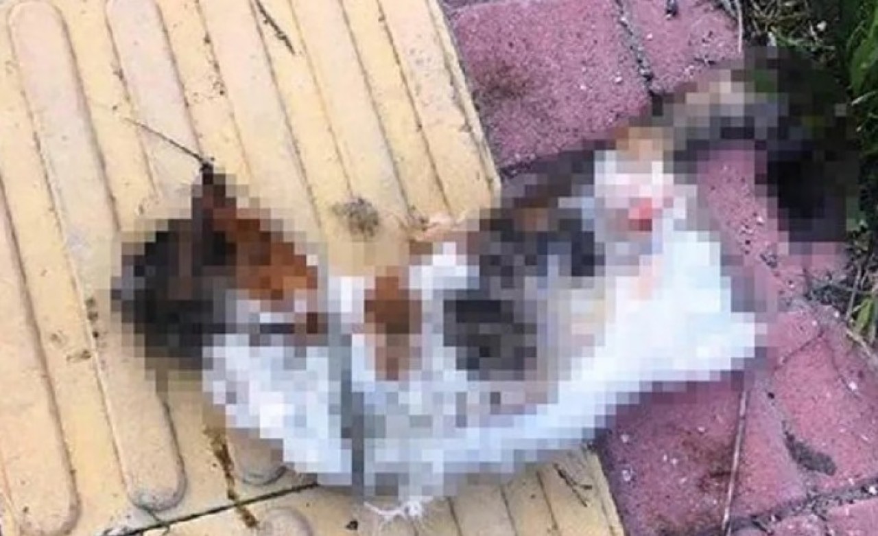 Bir kedi daha bacakları kesilerek öldürüldü