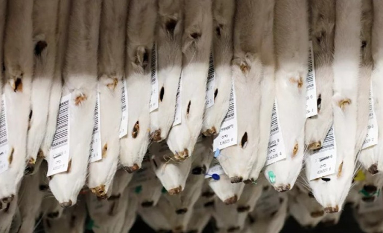 Danimarka'da tartışma yaratan karar: Katledilen vizonlar topraktan çıkarılacak