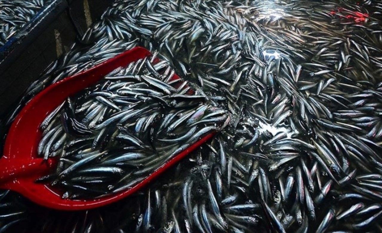 Hamsi akın etti: Fiyatı da düştü