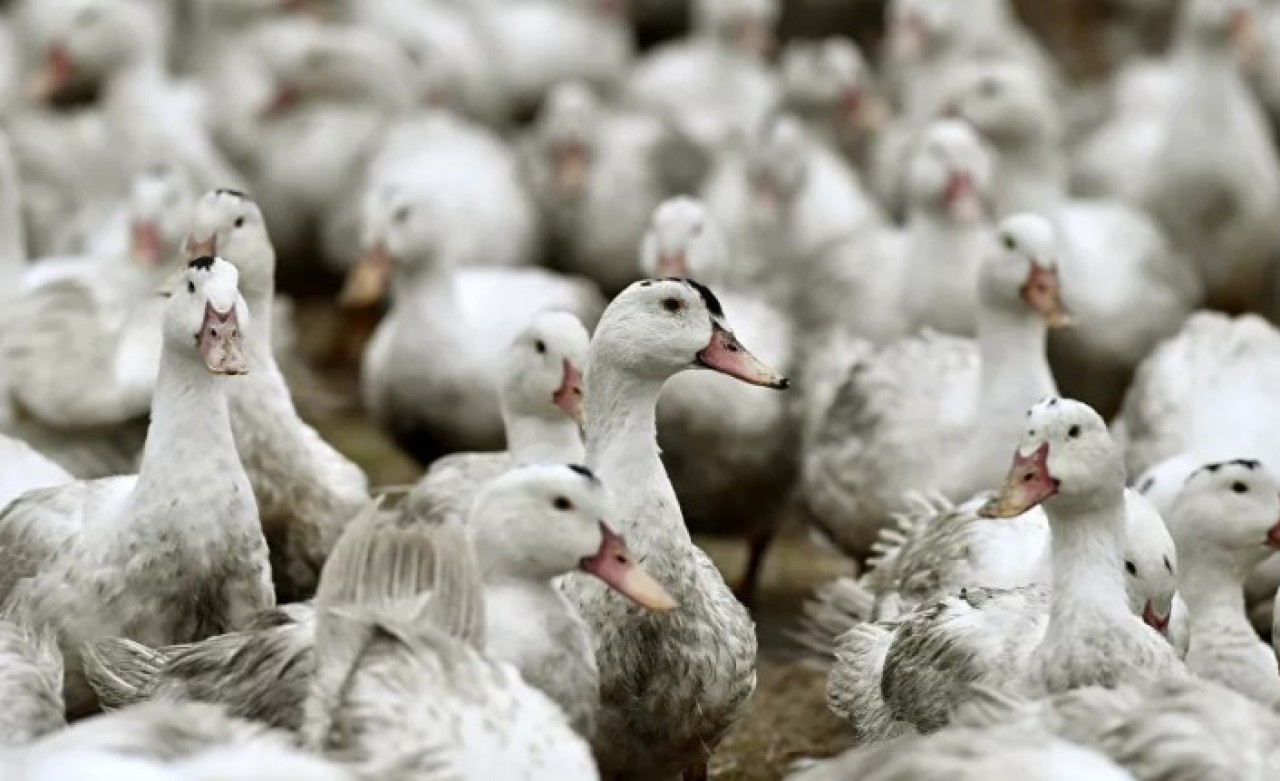 Şimdi de kuş gribi alarmı: 44 bin kümes hayvanı daha itlaf edilecek