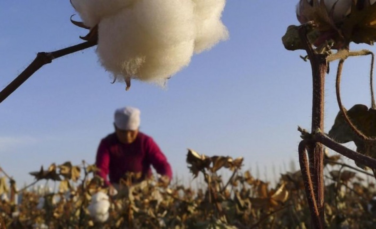 Washington Post yazdı: Uygur Türkleri,  Çin'deki pamuk tarlalarında zorla çalıştırılıyor
