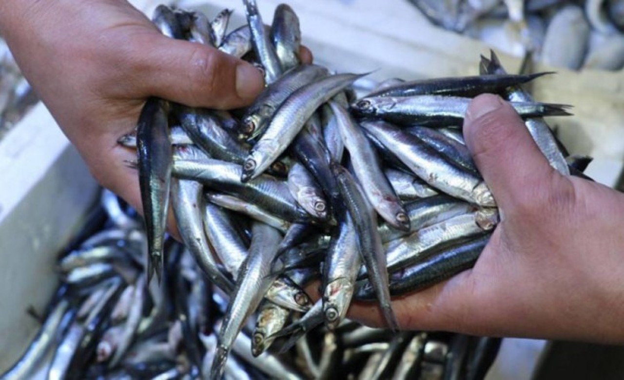 Bakan Pakdemirli'den 'Hamsi' açıklaması