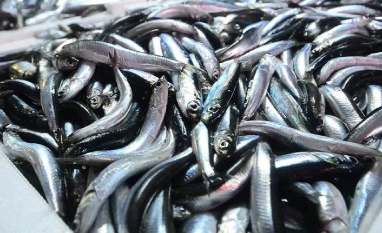 Bakanlık duyurdu! Hamsi avı yasağı uzatıldı