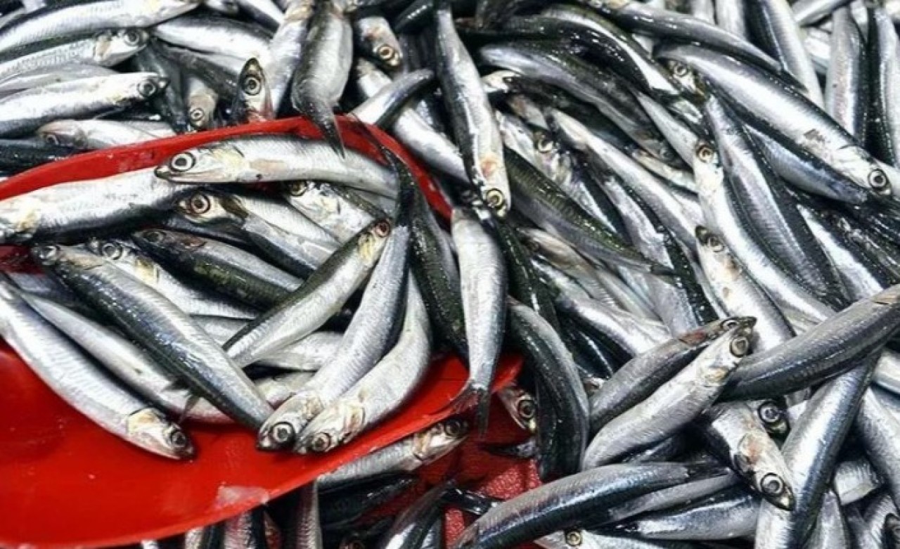 Hamsi avcılığı kısıtlaması uzatıldı