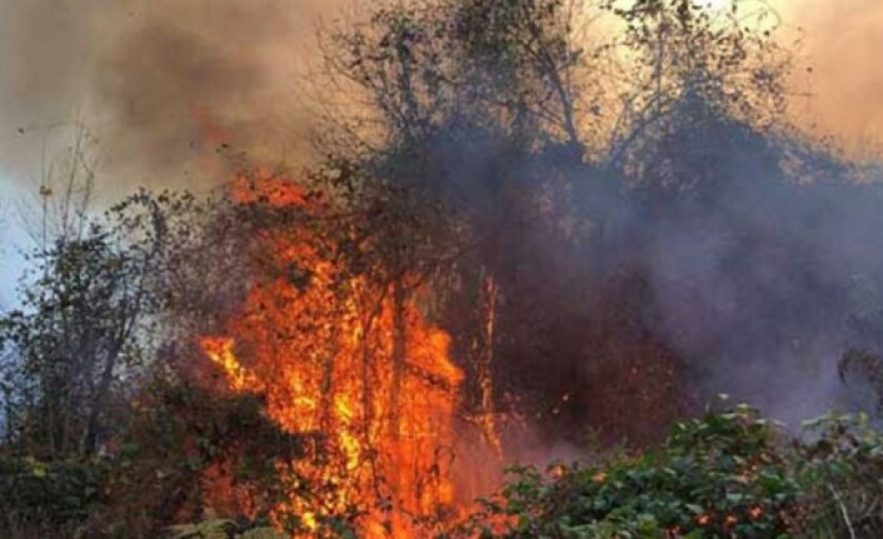 Karadeniz alev alev: 4 ilde 23 yerde yangın çıktı