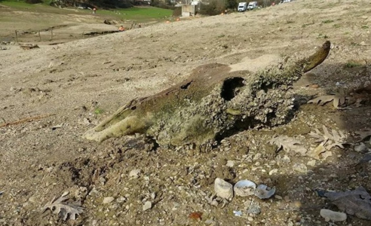 Ömerli Barajı'nda sular çekildi,  geriye hayvan kemikleri kaldı