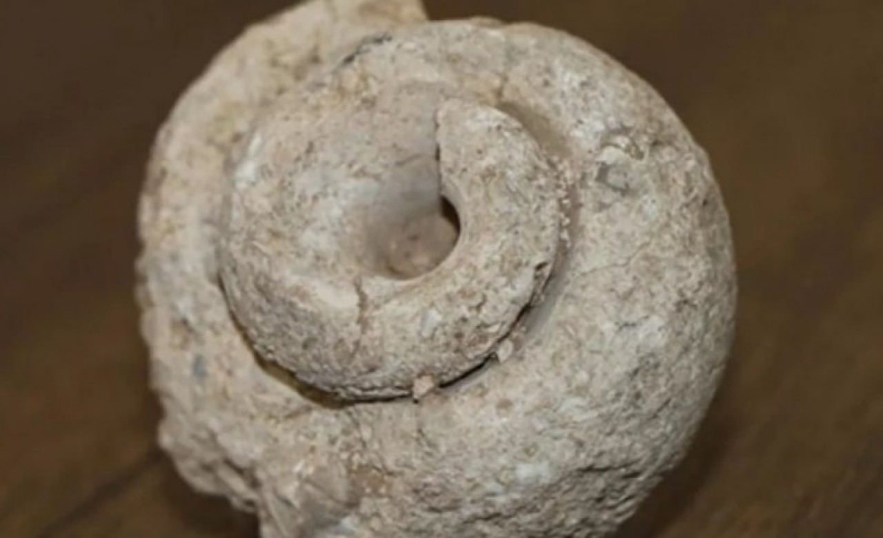 Adıyaman'da 70 milyon yıllık salyangoz fosili bulundu