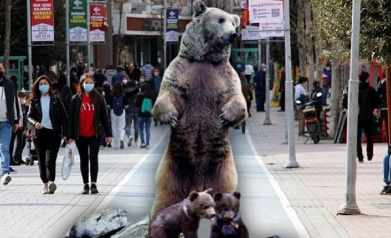 Bolulular isyan etti: Biz ayı mıyız?