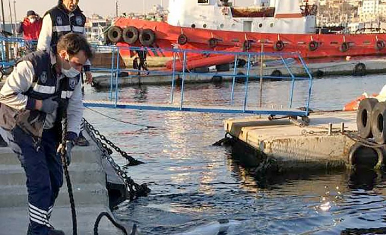 İstanbul Boğazı'nda ölü bulunan yunusların katili "balık ağları"