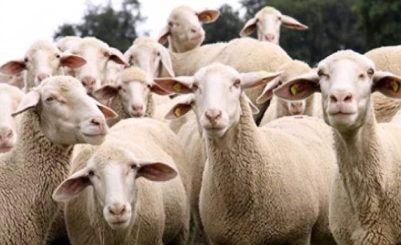 Başvuran herkes alacak: 100 bin lira faizsiz kredi