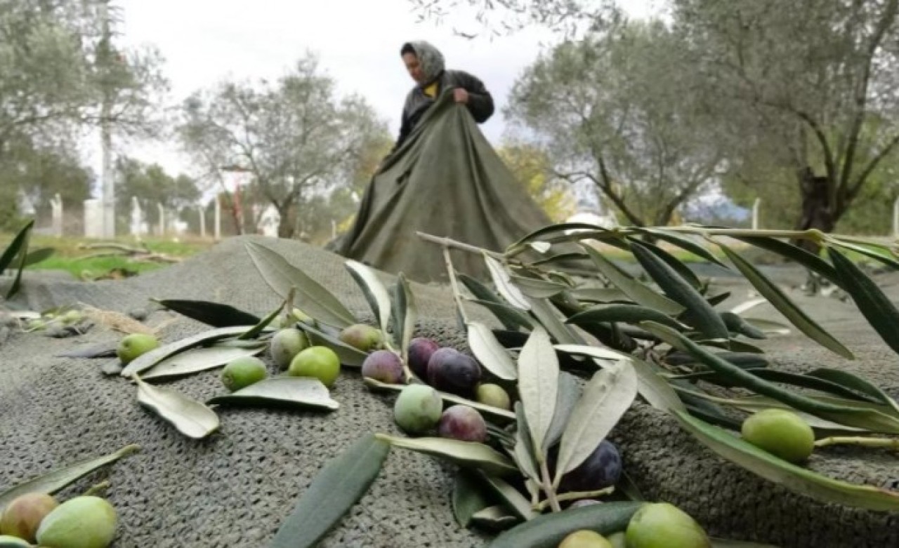 Zeytinde sağlığı tehdit eden yöntemlere karşı uyarı