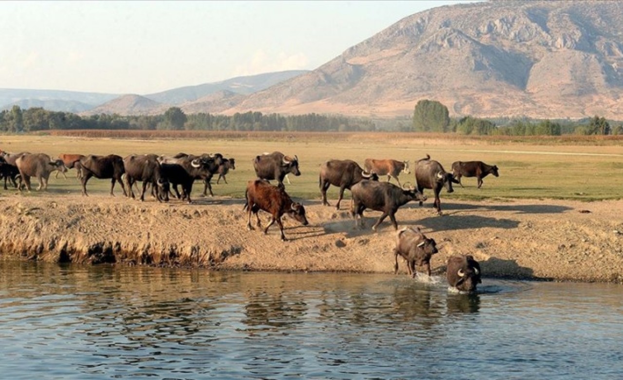 Damızlık manda düvesi yetiştiricilerine yüzde 50 hibe desteği