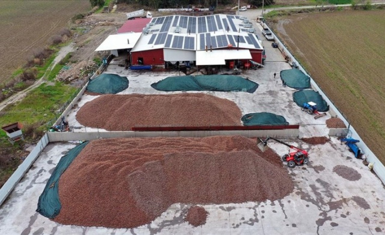 Devletten aldığı destekle işlerini büyüten çam fıstığı üreticisi 30 milyon dolarlık ihracata ulaştı