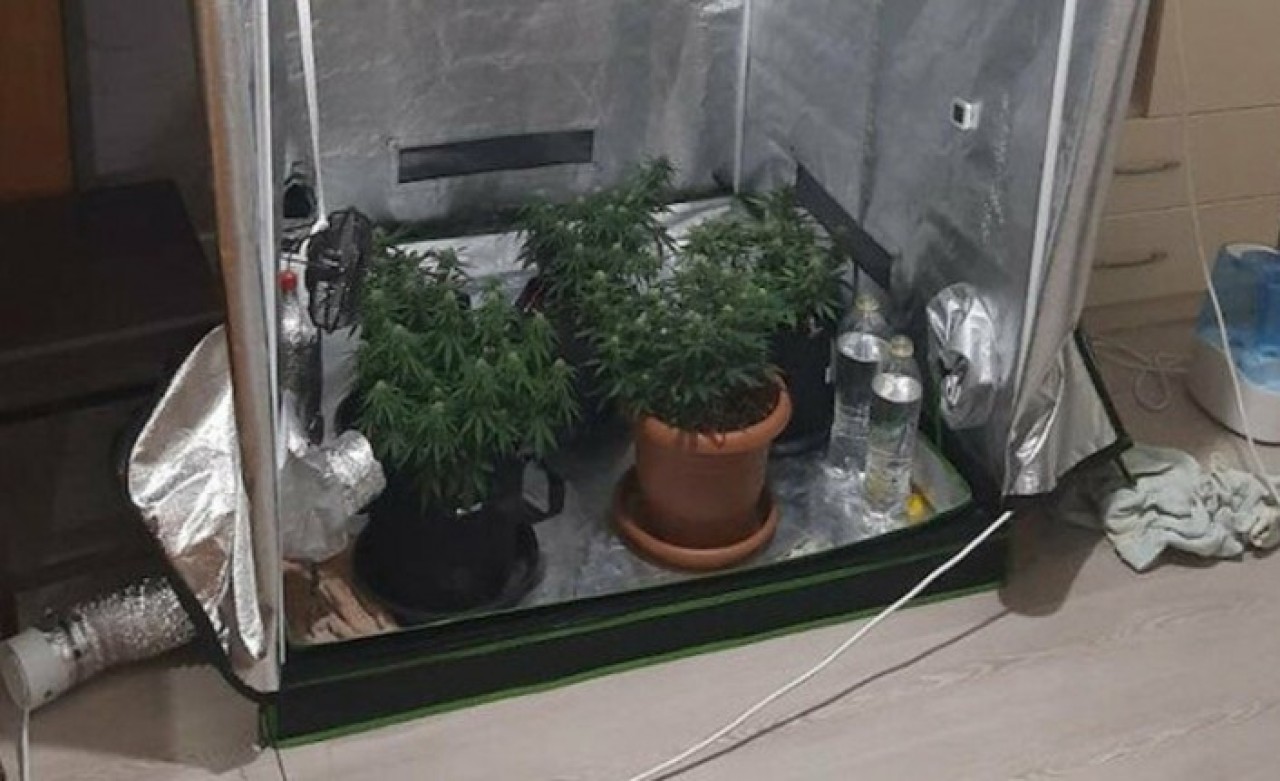 'Gaybubet evi'nde esrar serası