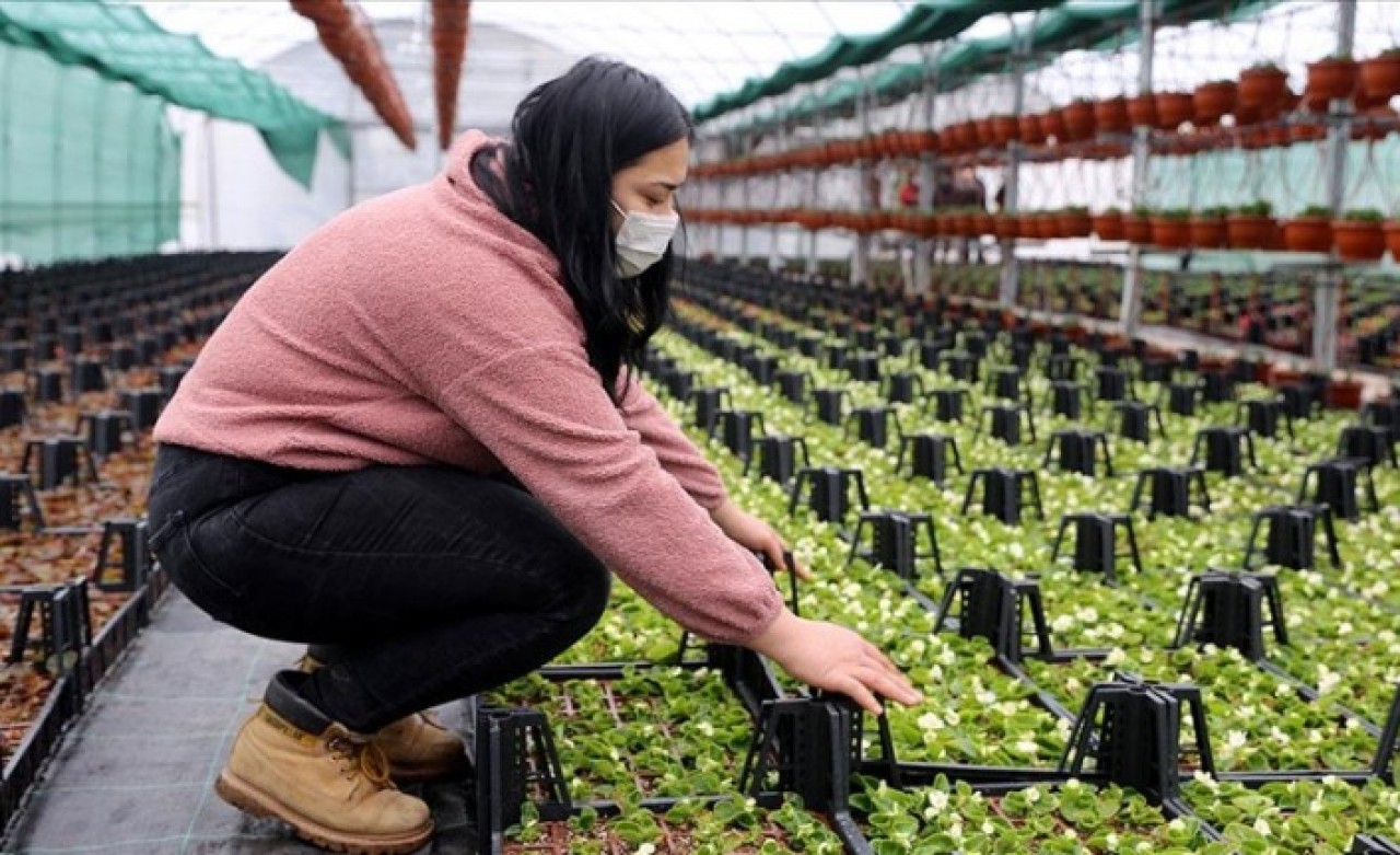 Meslek lisesinin seralarında yetiştirilen süs bitkileri markalaşma yolunda