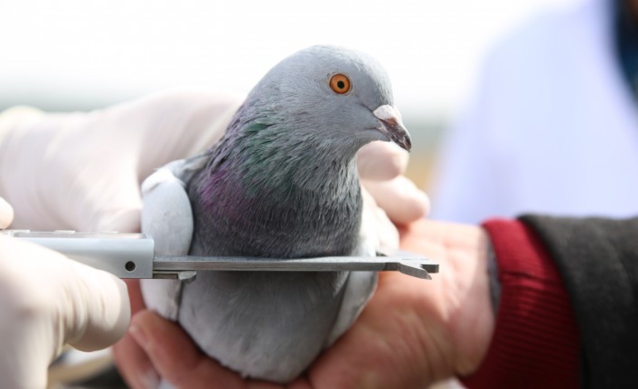 Sivas'ın taklacı güvercini tescillenecek