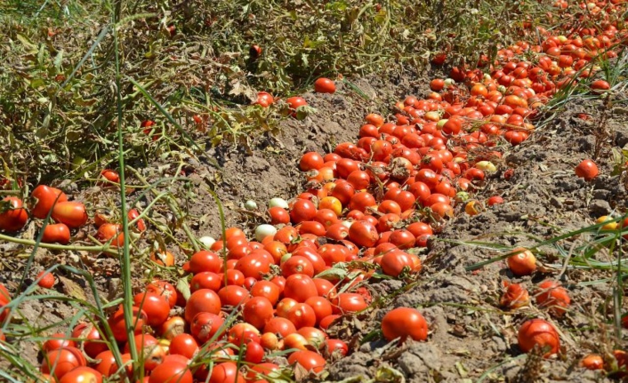 Tarlada ve halde kalan ürüne dijital çözüm