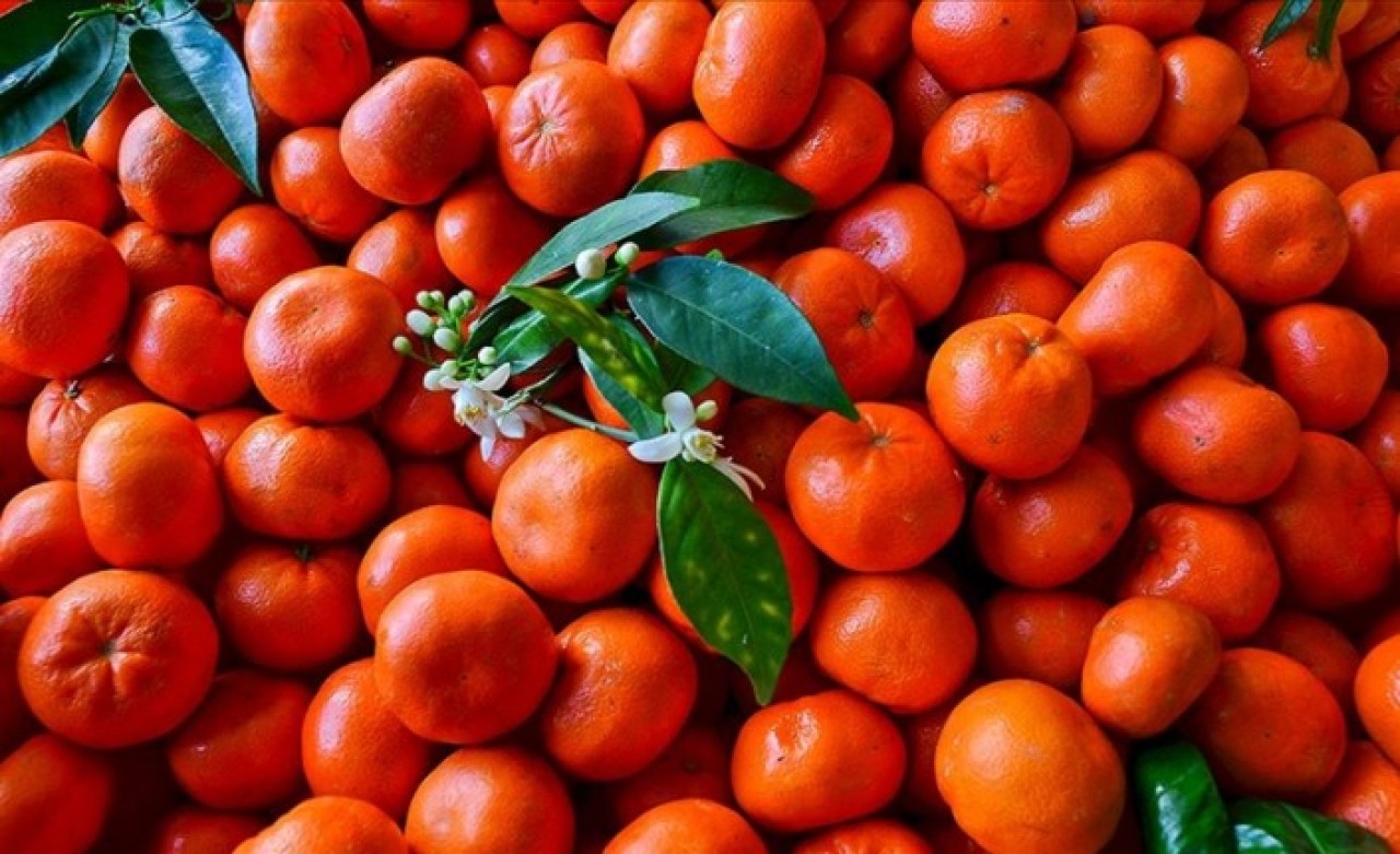 Türkiye,  Akdeniz ülkeleri arasında turunçgil üretiminde 2. sırada